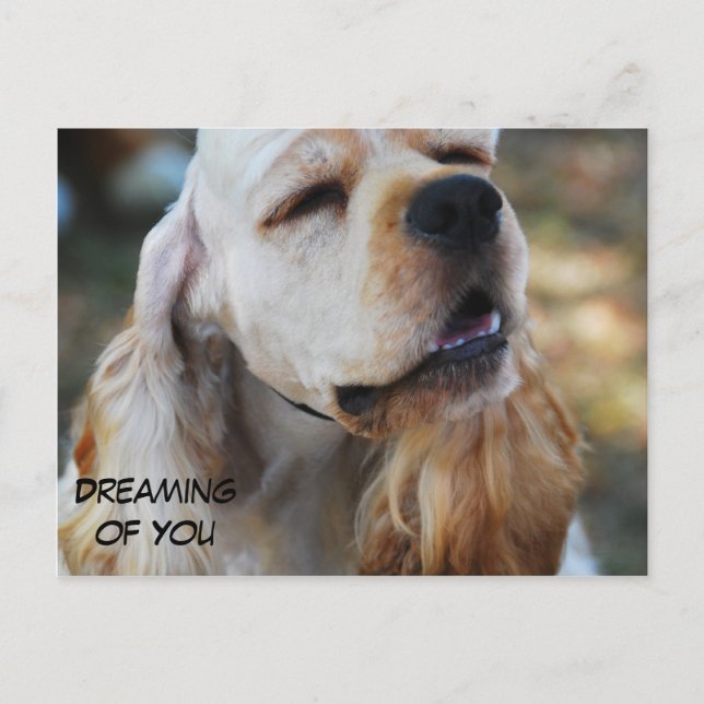 Carte Postale Cute Cocker (Devant)