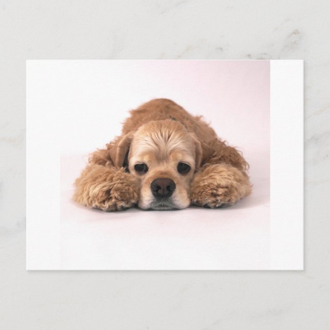 Carte Postale Cute Cocker Spaniel (Devant)