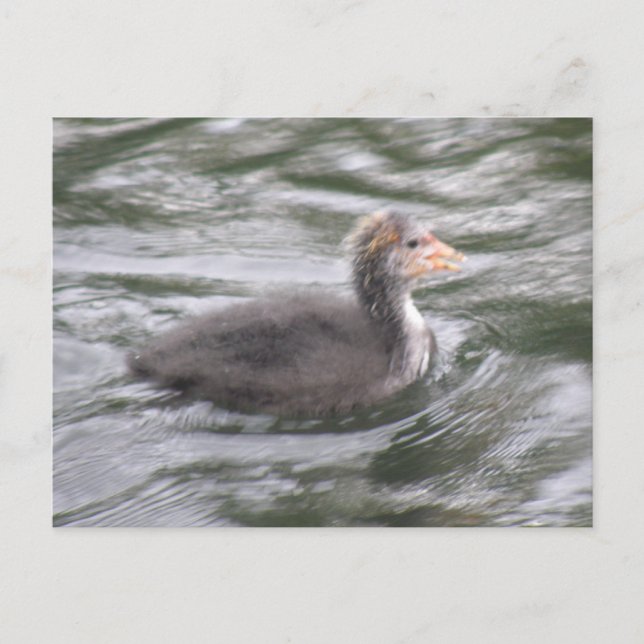 Carte postale Cute Coot Chick on Choppy Waters (Devant)