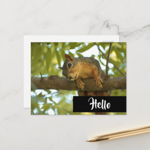 Carte Postale Cute & Curious écureuil Nature Photographie Bonjou