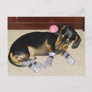 Carte Postale Cute Dachshund Portant Des Chaussettes