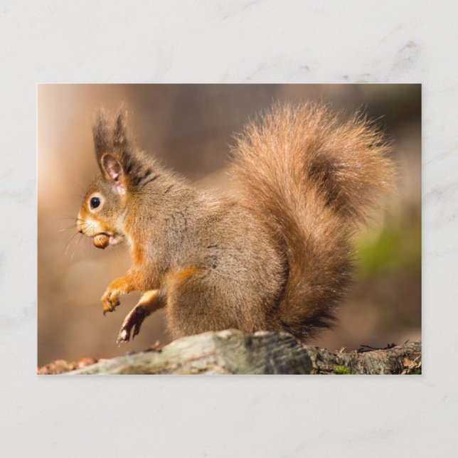 Carte Postale Cute écureuil rouge cueillant des noix (Devant)