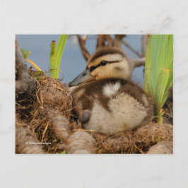 Carte Postale Cute et Precocique Mallard Canard