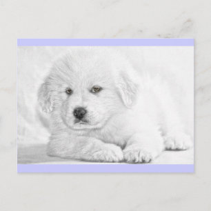 Carte postale Cute Fluffy White Puppy