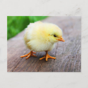 Carte Postale Cute Fosse - Animaux de ferme amusants