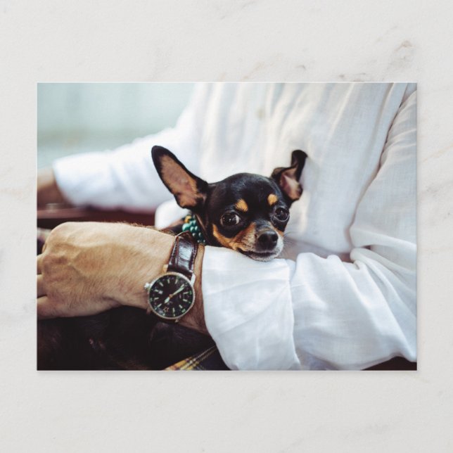 Carte postale Cute & Funny Chihuahua (Devant)