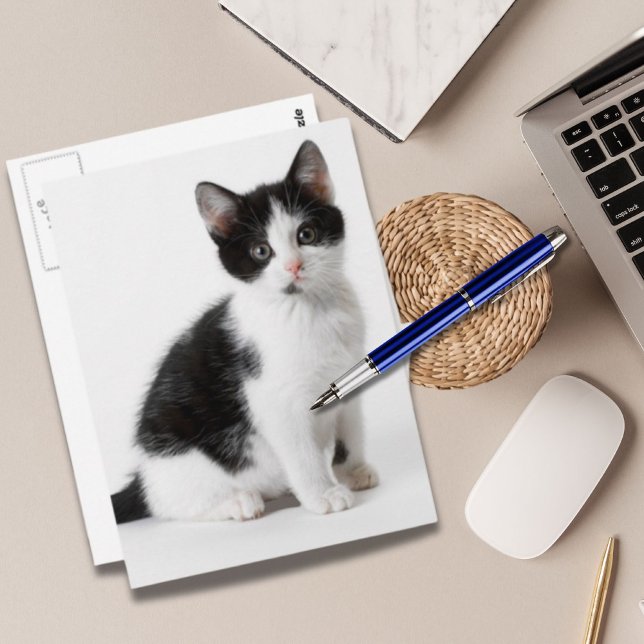 Carte Postale Cute Funny furry kitten black and white cat (Cute Funny furry kitten black and white cat Postcard)