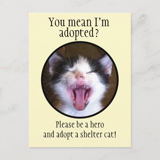 Carte Postale Cute Funny Kitten Photo Adopter un Shelter Cat (Devant)