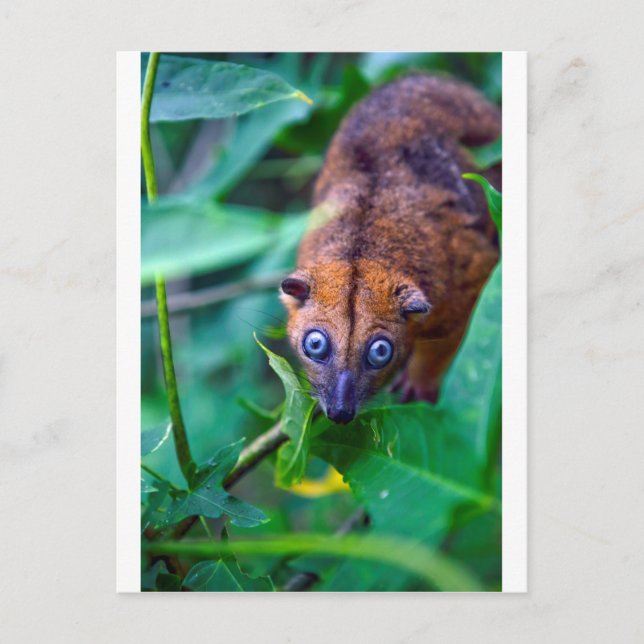 Carte Postale Cute fury cuscus possum regardant la caméra (Devant)