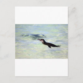 Carte Postale Cute Galapagos pingouin natation