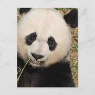 Carte Postale Cute Giant Panda Ours