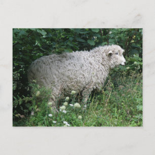 Carte postale Cute Greedy Sheep Eating