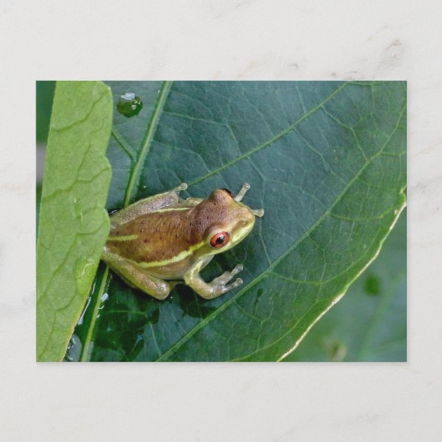 Carte Postale Cute grenouille (Devant)