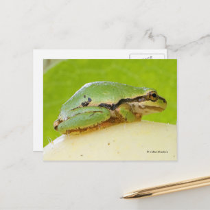 Carte Postale Cute Grenouille des arbres du Pacifique sur la cou