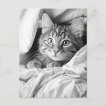 Cute Gris Tabby Chat