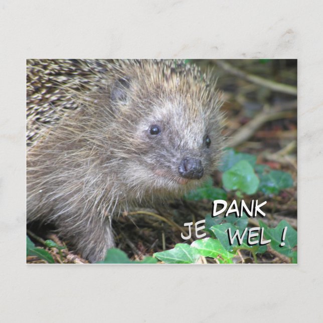 Carte postale Cute Hedgehog Dank Je Wel (Devant)