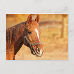 CARTE POSTALE CUTE HORSE