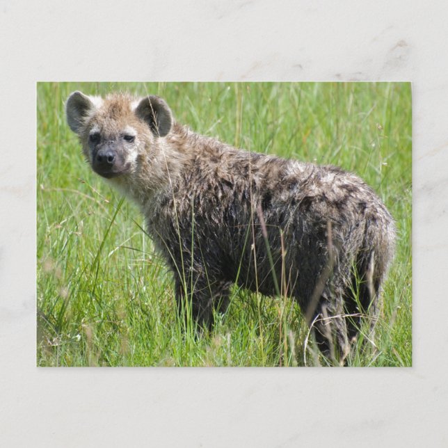 Carte Postale Cute Jeune Hyena avec Fourrure Humide en Grass Ver (Devant)