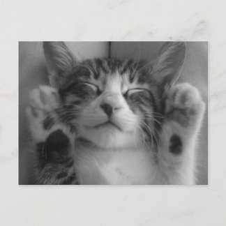 Carte Postale Cute Kitten