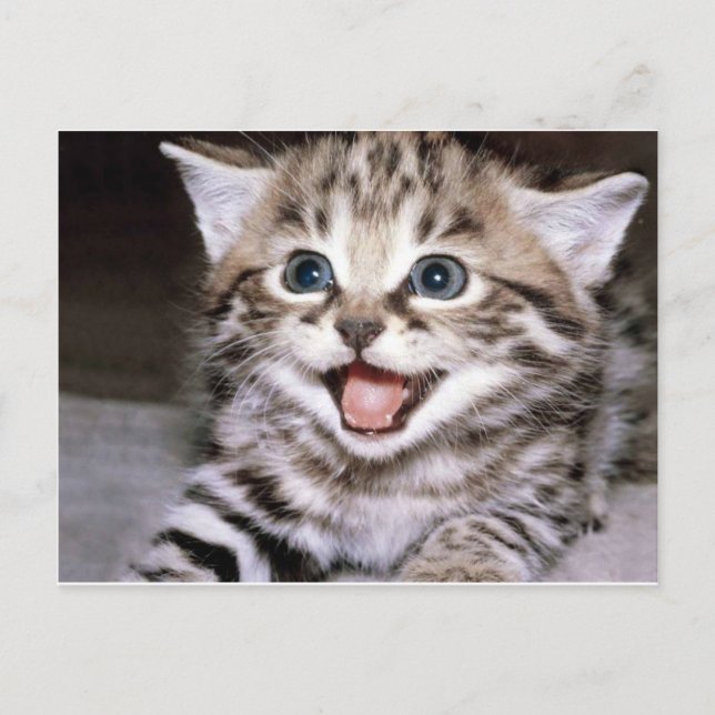 Carte Postale Cute Kitten (Devant)