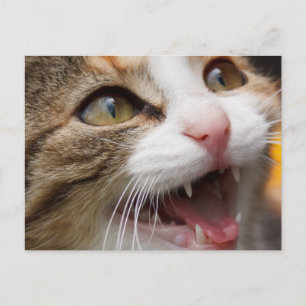 Carte Postale Cute Kitten