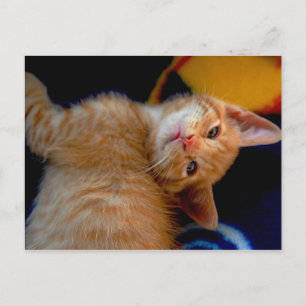 Carte postale Cute Kitten
