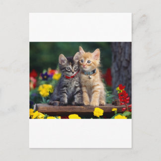 Carte Postale Cute-Kitten