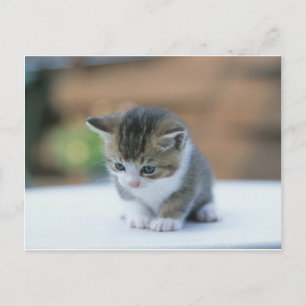 Carte Postale Cute Kitten