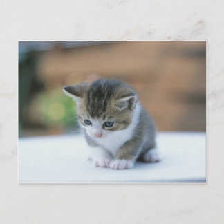 Carte Postale Cute Kitten