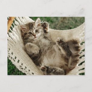 Carte Postale Cute Kitten à Hammock