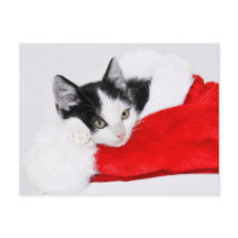 Cute Kitten à Santa Hat