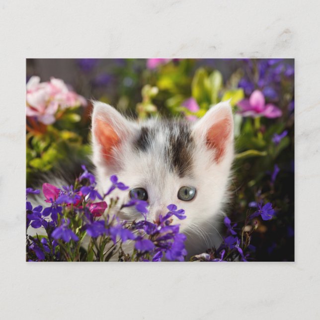 Carte Postale Cute Kitten Spring (Devant)