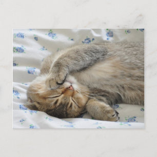 Carte Postale Cute kittin dormir