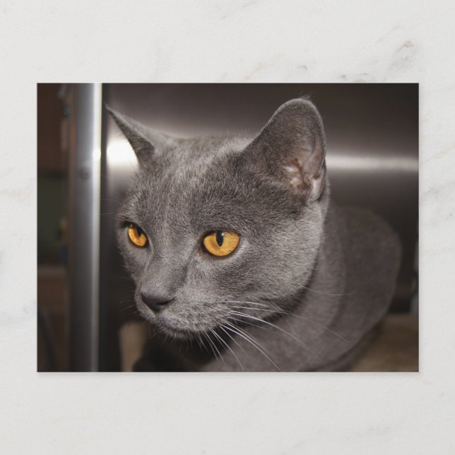 Carte Postale Cute Kitty (Devant)