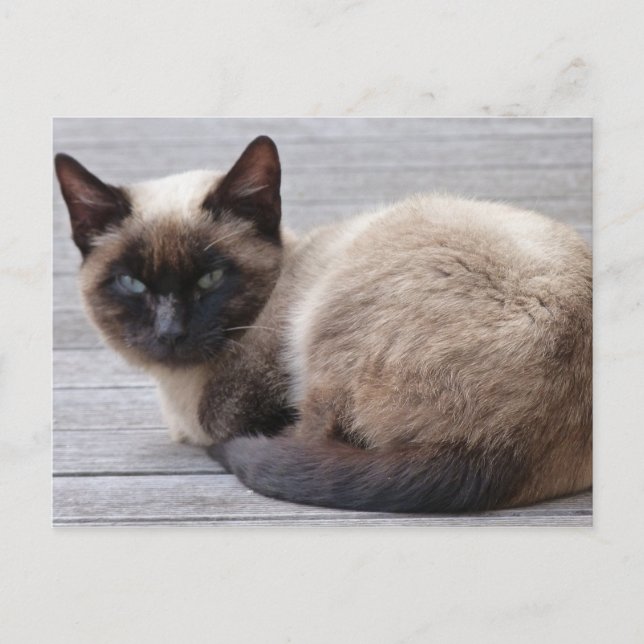 Carte Postale Cute Kitty (Devant)