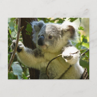 Carte Postale Cute Koala Bear Destiny Nature Aussi Outback