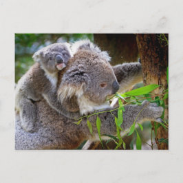 Carte Postale Cute Koala Bear Destiny Nature Aussi Outback