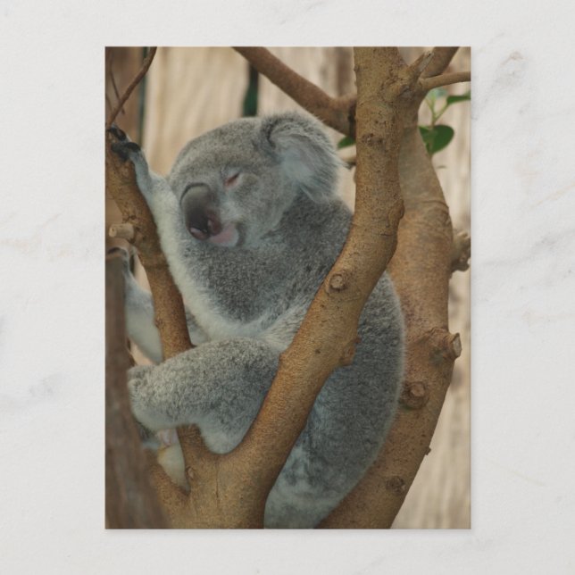 Carte postale Cute Koala Bear Sleeping (Devant)