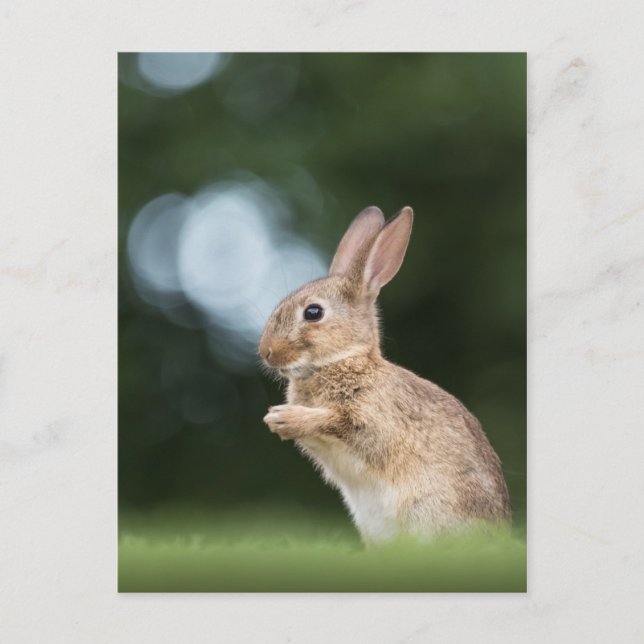 Carte Postale Cute lapin Lapin Nature Photo (Devant)