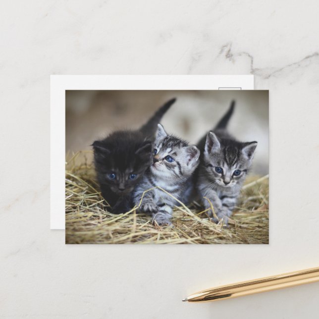 Carte Postale cute little baby kittens (Devant/Arrière en situation)