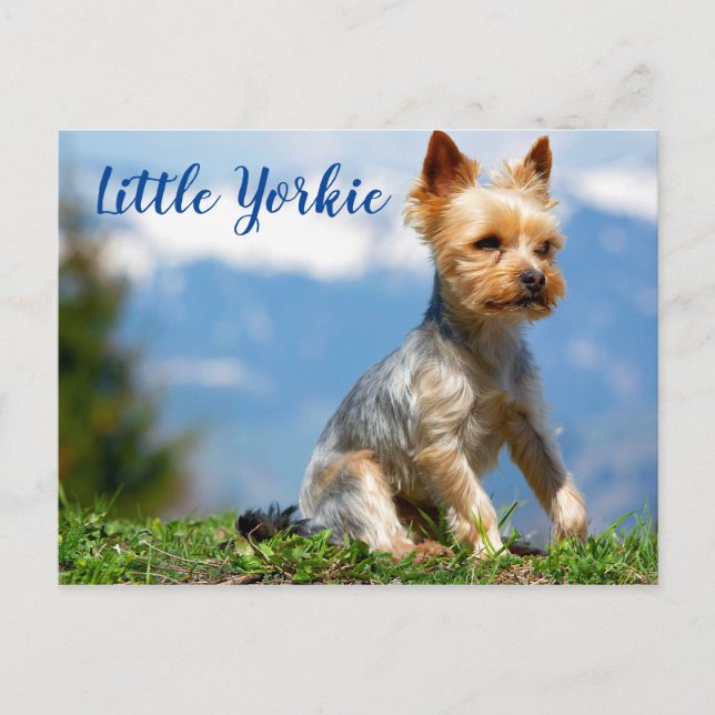 Carte Postale Cute Little Yorkie Terrier (Devant)