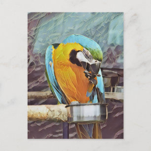 CARTE POSTALE CUTE MACAW