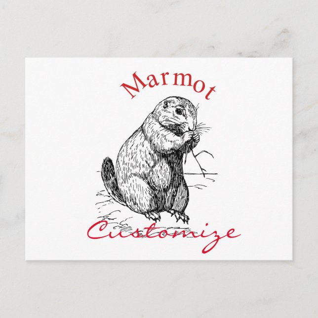 Carte Postale Cute Marmot Animal Thunder_Cove (Devant)