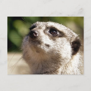 CARTE POSTALE CUTE MEERKAT