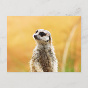 Carte postale Cute Meerkat