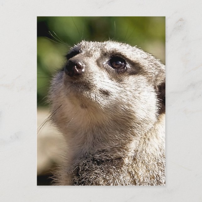 CARTE POSTALE CUTE MEERKAT (Devant)