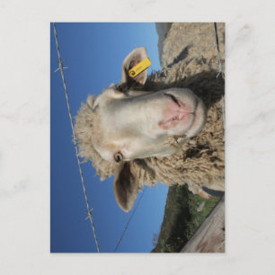 Carte Postale Cute Mérino Mouton Tête Animal