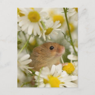 Carte postale - Cute Mouse parmi les Daisy's
