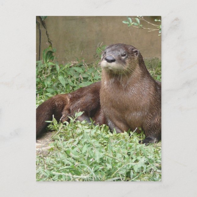 Carte postale Cute Otter (Devant)
