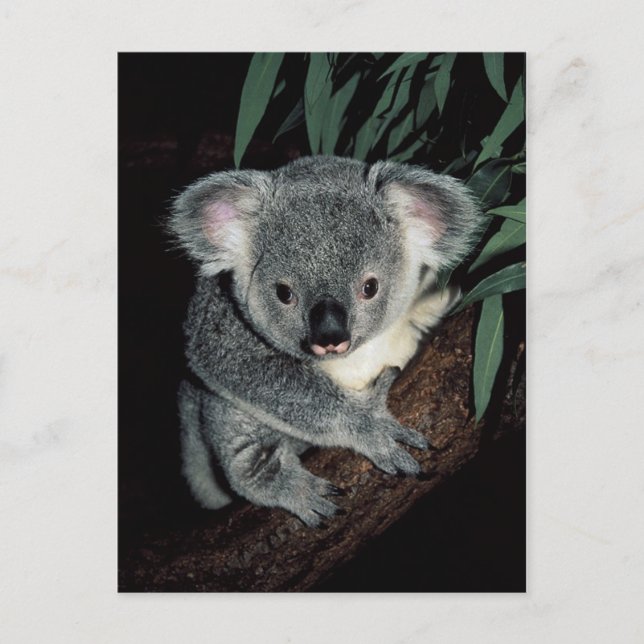 Carte Postale Cute Ours Koala (Devant)